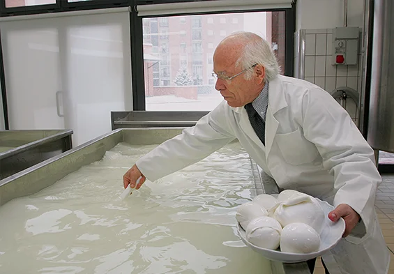 raccolta della mozzarella dalla vasca